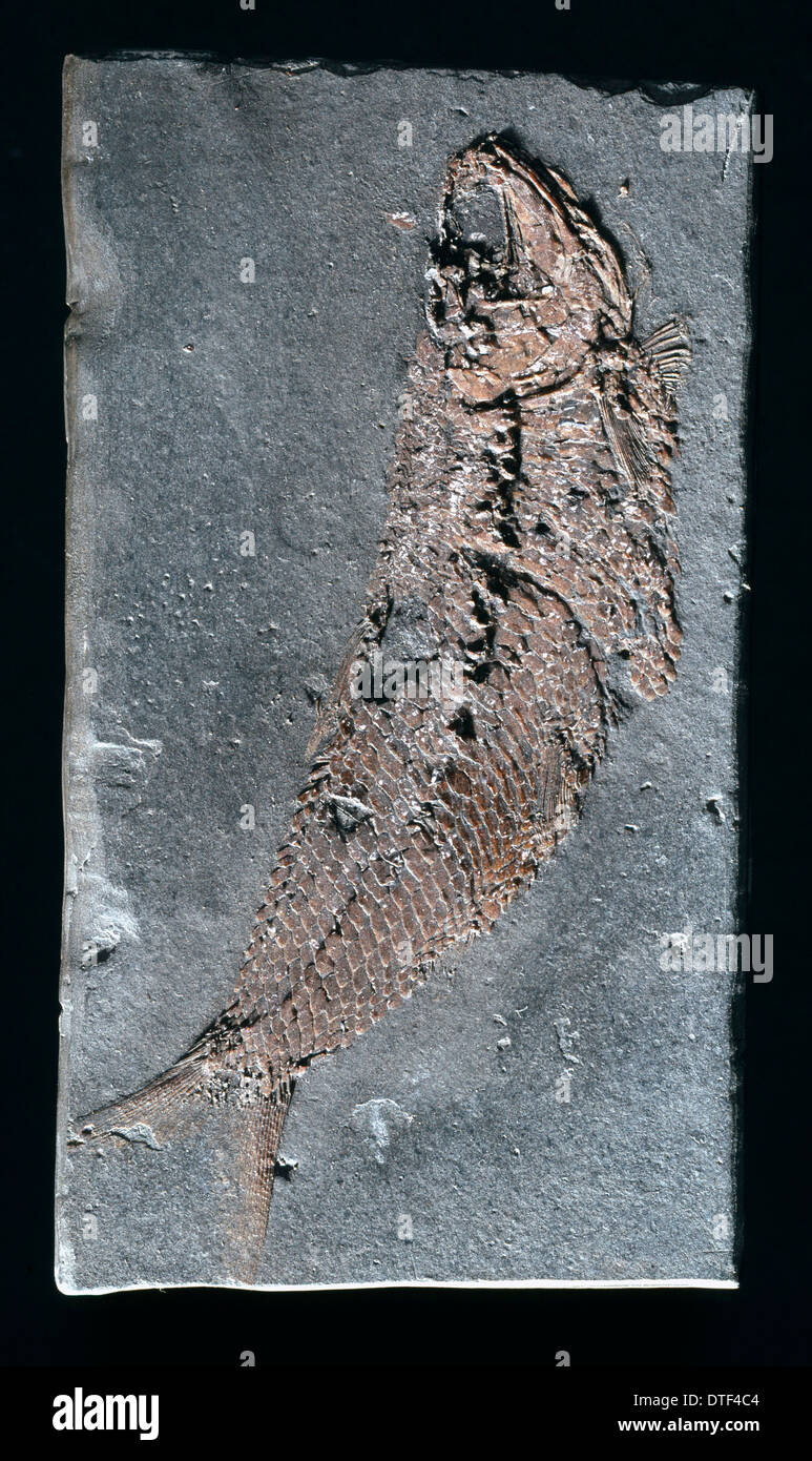 Pholiodophorus bechei, fossil fish Stock Photo