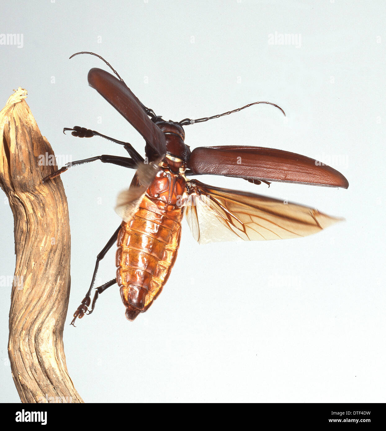 Titanus giganteus L., titan beetle Stock Photo