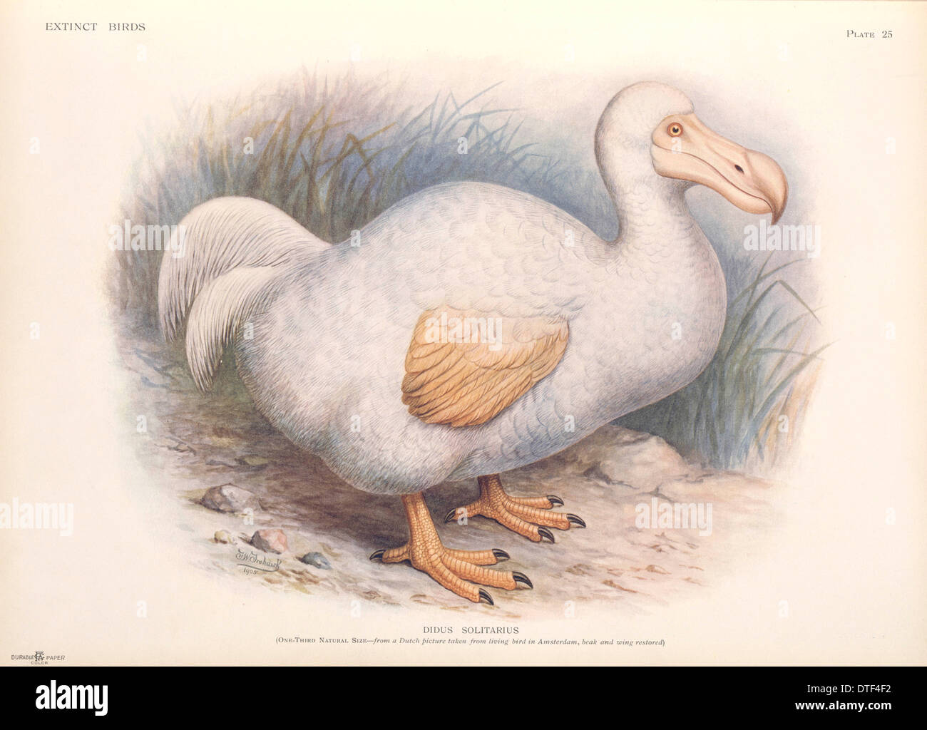 Raphus solitarius, Reunion white dodo Stock Photo