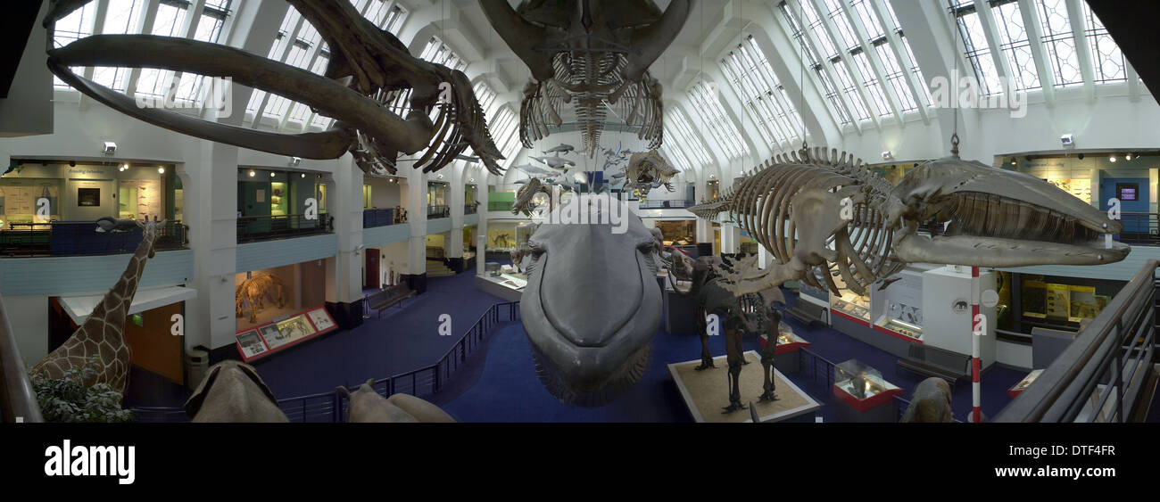 Blue Whale Hall, Mammals Gallery Stock Photo