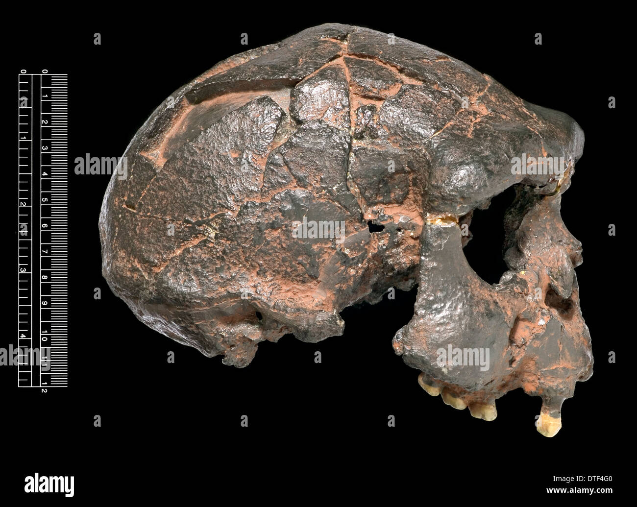 Homo erectus, Java Man cranium (Sangiran 17) cast Stock Photo
