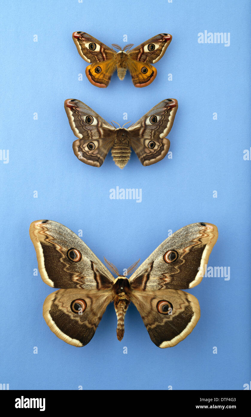 Moths of the family Saturniidae Stock Photo