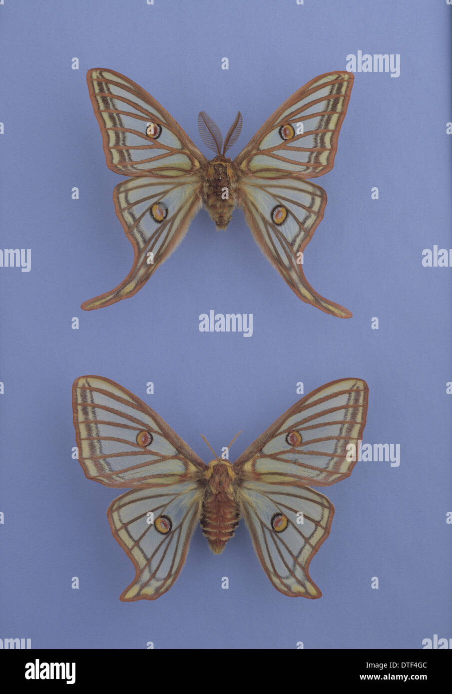 Moths of the family Saturniidae Stock Photo