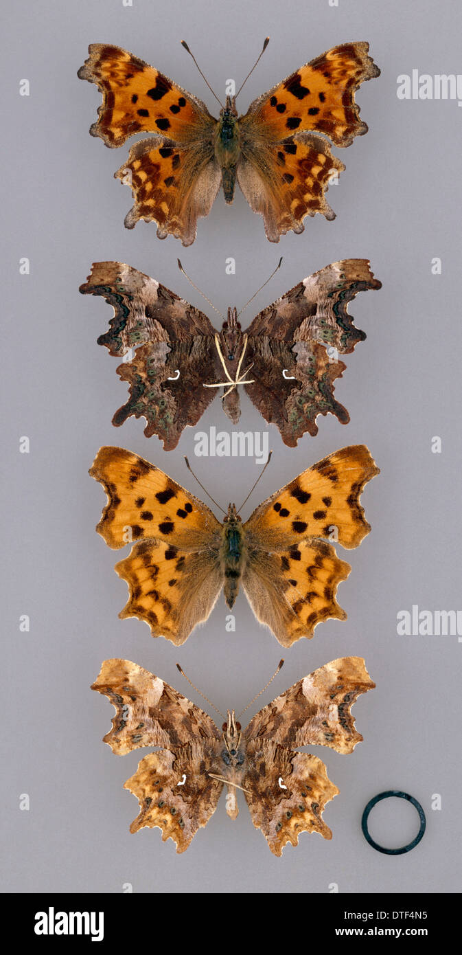 Comma, Polygonia c-album Stock Photo