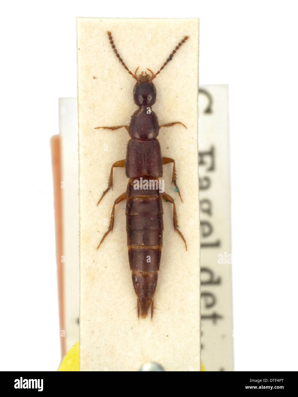 Philonthus dictator, rove beetle Stock Photo