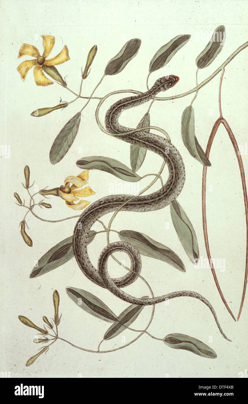 Pentalinon luteum, hammock viper's tail Stock Photo Alamy