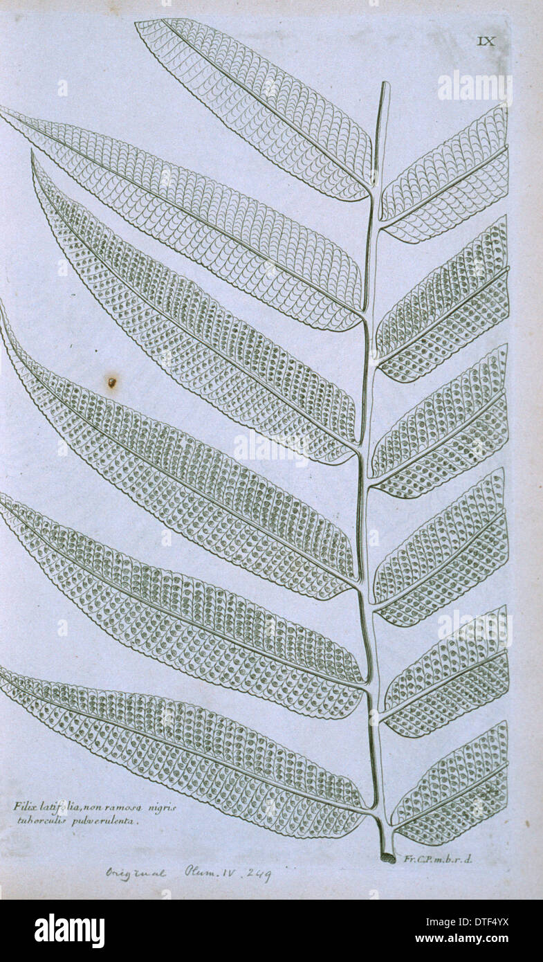 Thelypteris reticulata, latticevein fern Stock Photo