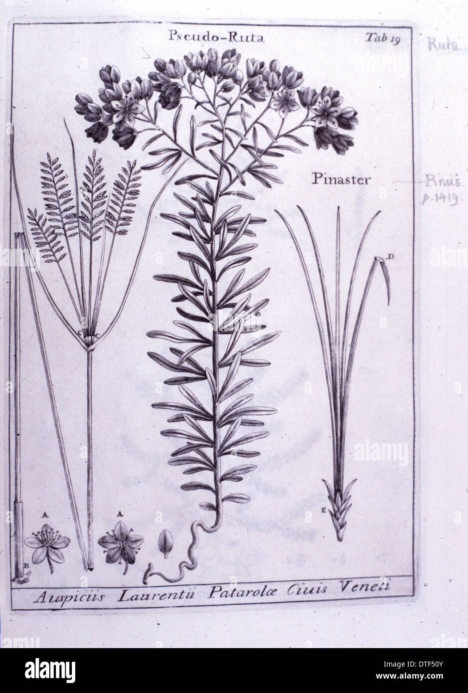 Haplophyllum patavinum, ruta patavina Stock Photo