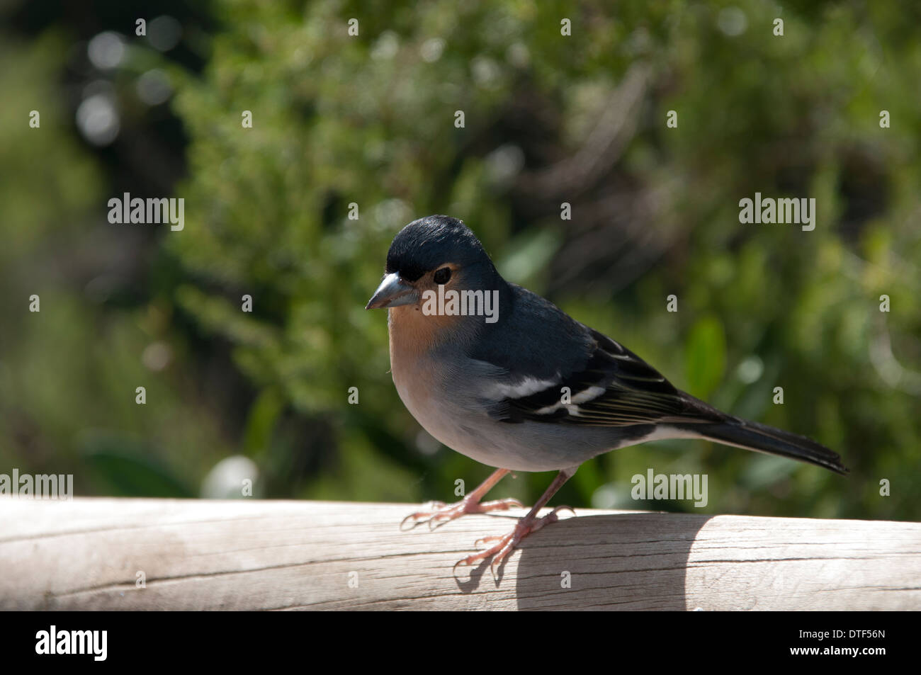 The La Palma Chaffinch is a subspecies of the Common Chaffinch endemic to La Palma in the Canary islands.  La Palma-Buchfink Stock Photo