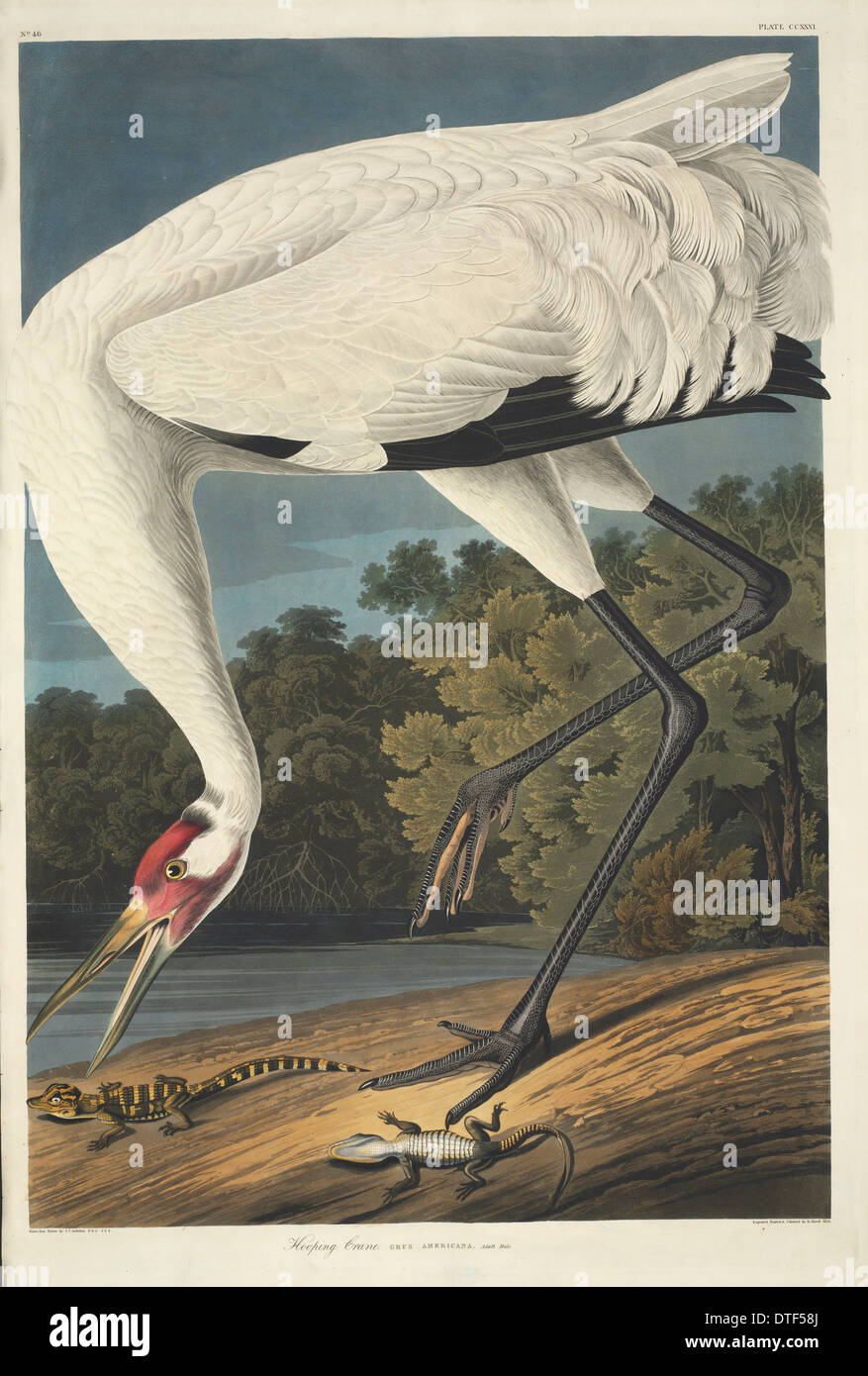 Grus americana, whooping crane Stock Photo