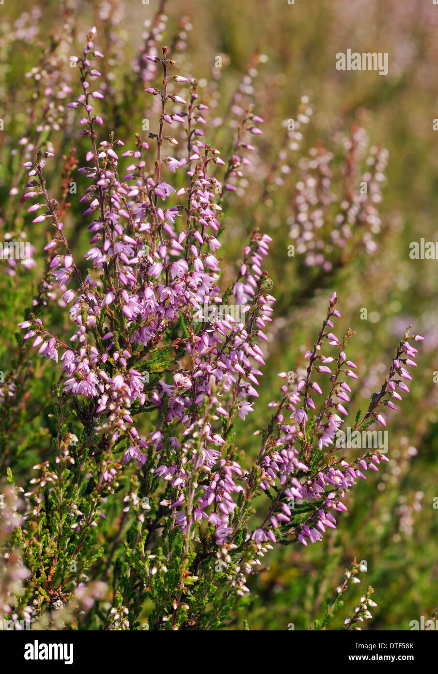 Heather - Calluna vulgaris Thursley Common Heath Stock Photo