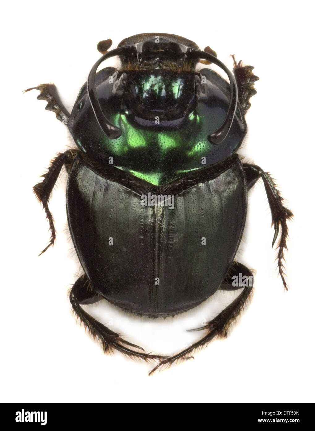 Copris fallaciosus, Kenyan dung beetle Stock Photo