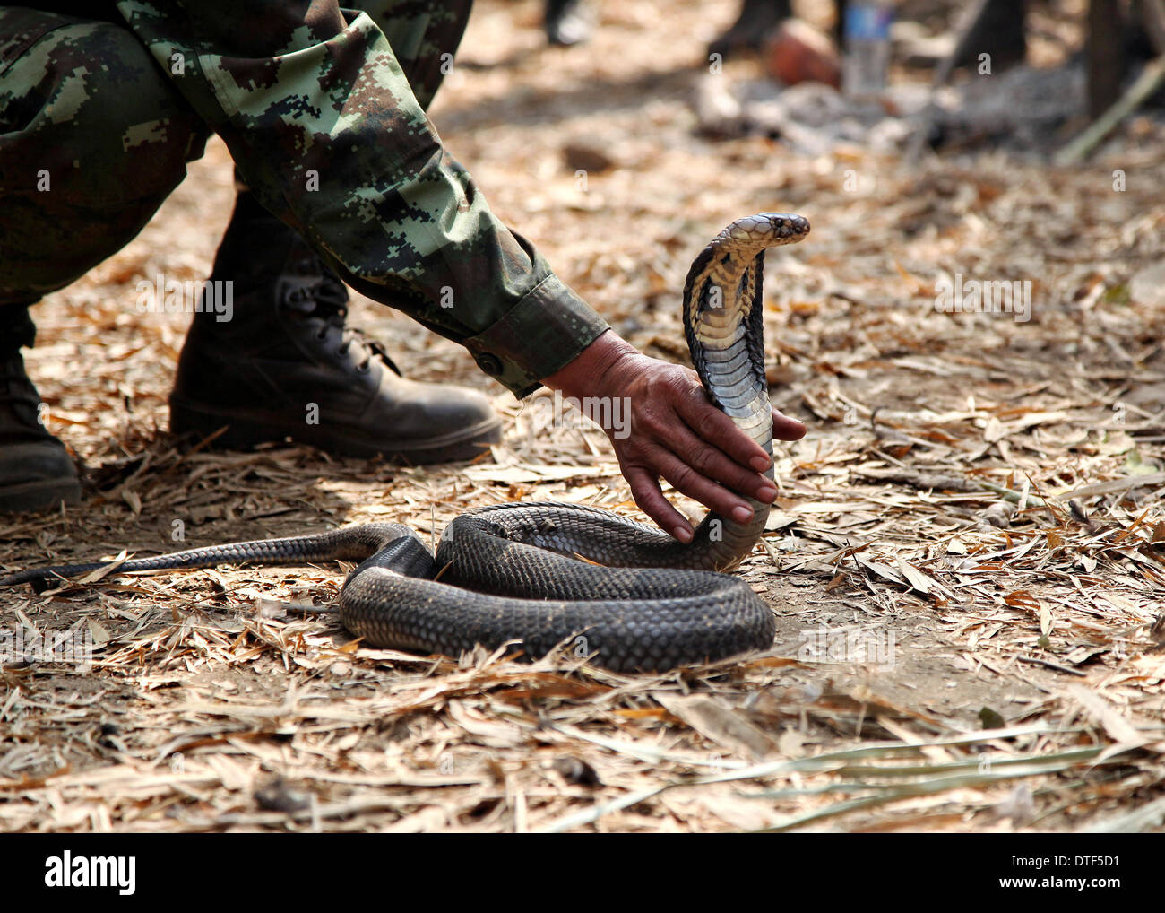A Royal Thai Army Special Forces Instructor demonstrates the proper technique to safely pick up a King Cobra snake during Exercise Cobra Gold February 15, 2014 at Ban Dan Lan Hoi, Thailand,  2014. Stock Photo