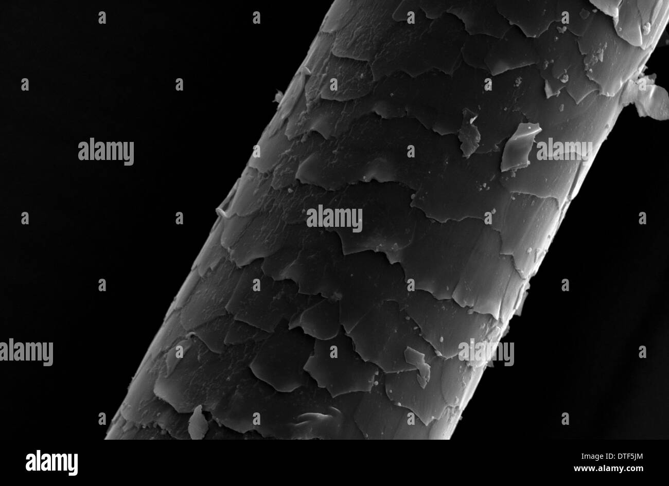Hair microscope sem hires stock photography and images Alamy
