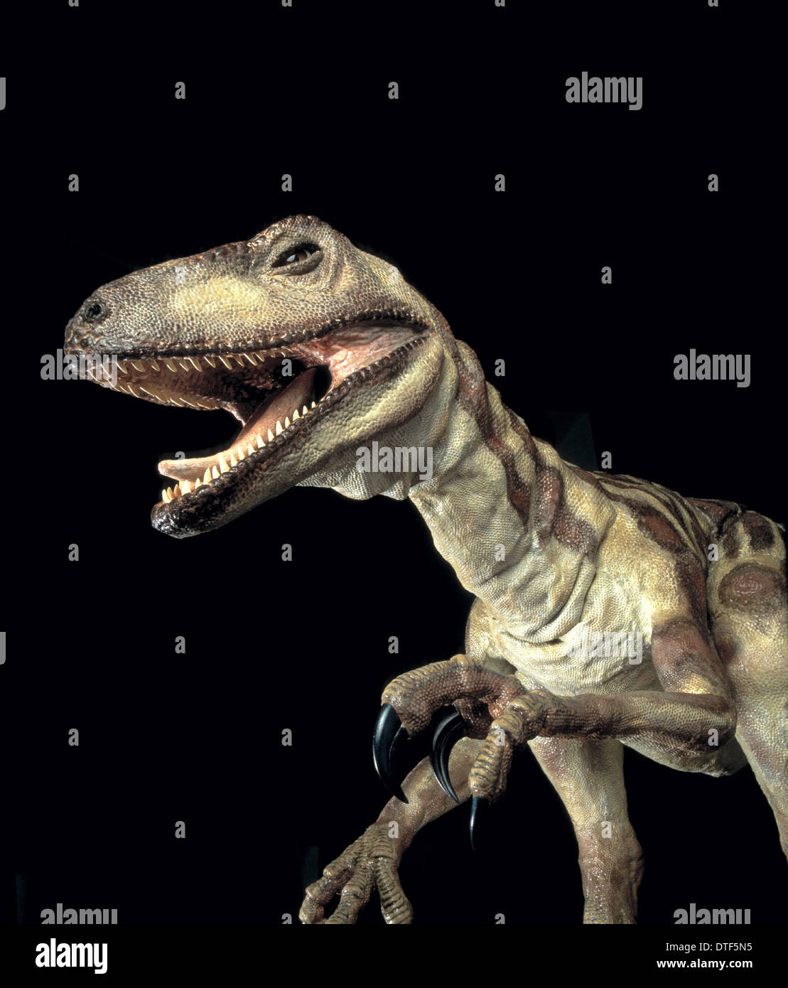 Deinonychus Stock Photo