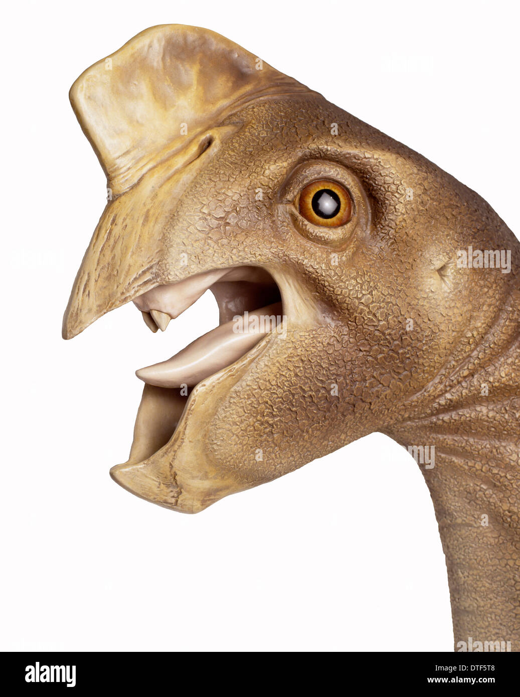 Oviraptor Stock Photo