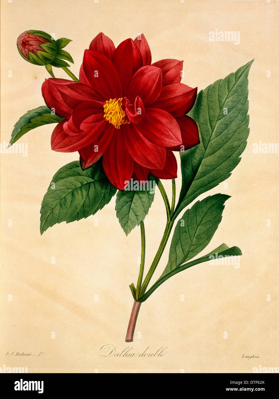 Dahlia botanical drawing hi-res stock photography and images Dahlia botanical drawing hi-res stock photography and images