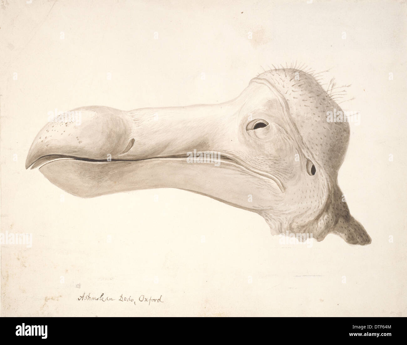 Raphus cucullatus, dodo Stock Photo