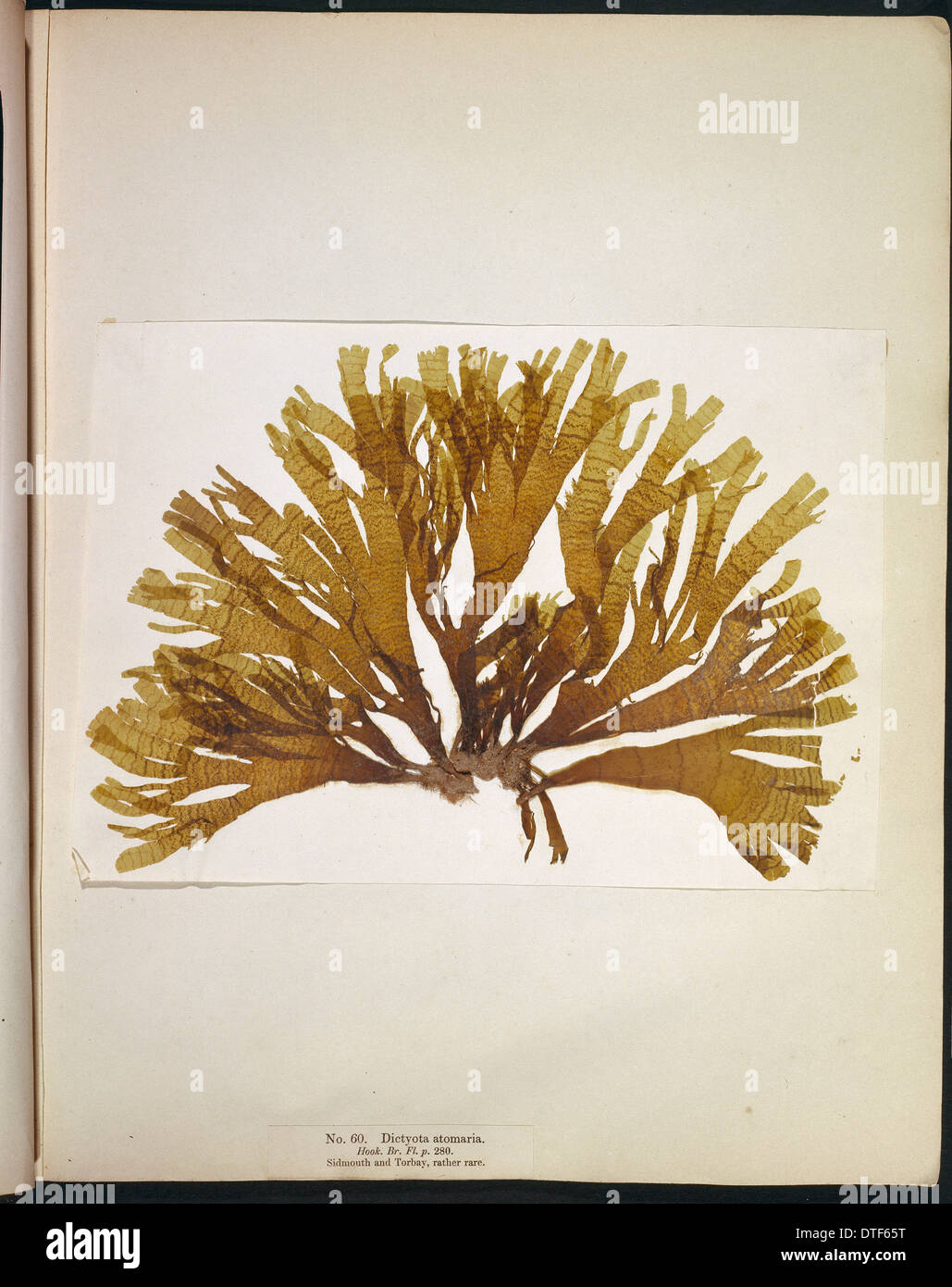 Dictyota atomaria, seaweed Stock Photo