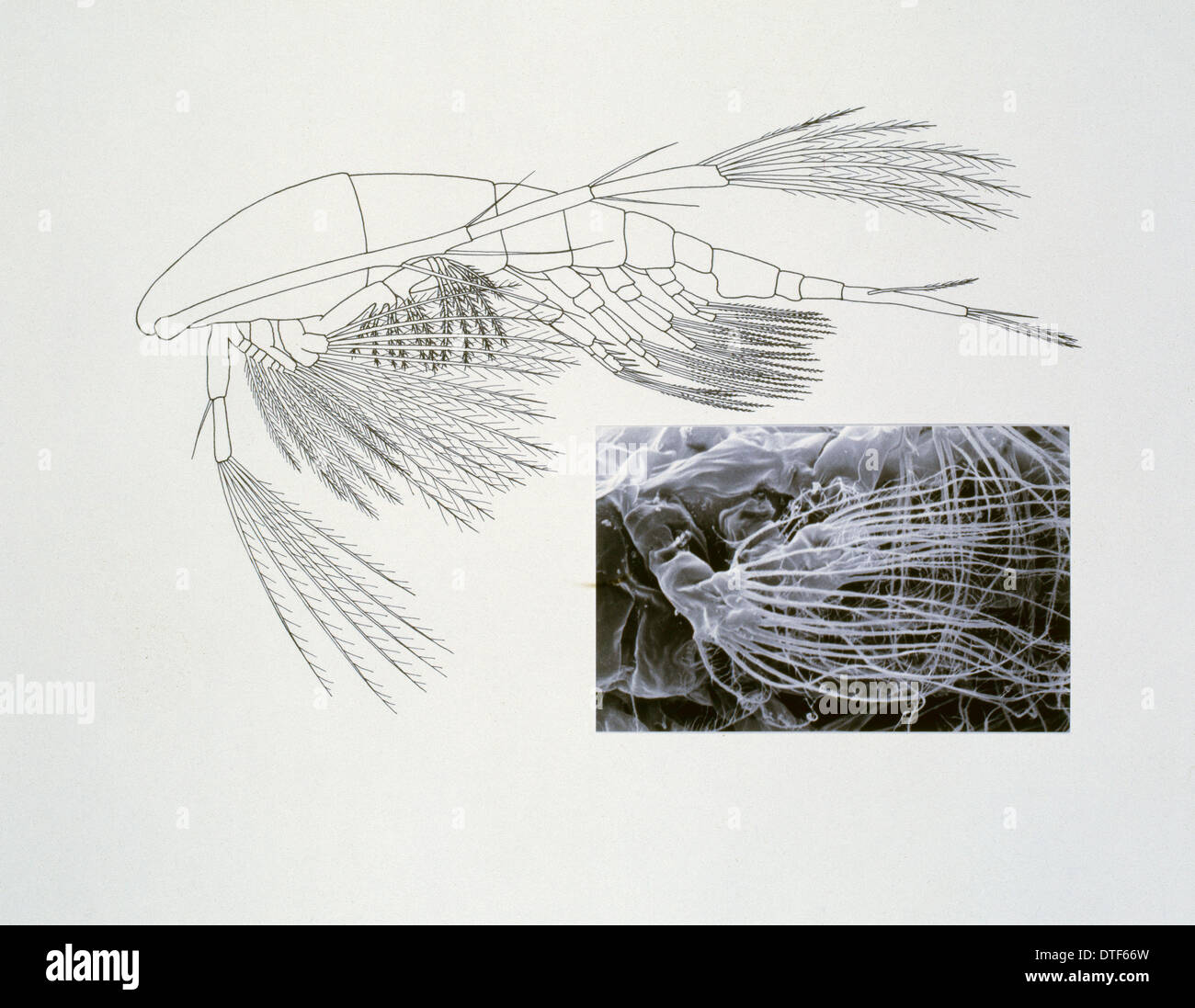 Line drawing of a shrimp-like crustacea Stock Photo