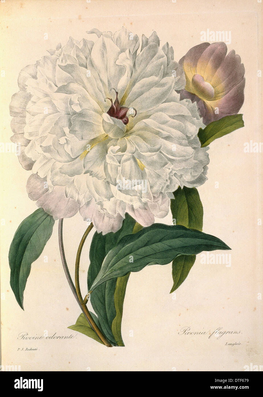 Pivoine moutan hi-res stock photography and images - Alamy