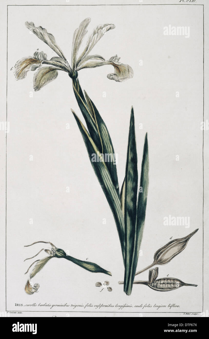 Iris orientalis, Turkish iris Stock Photo