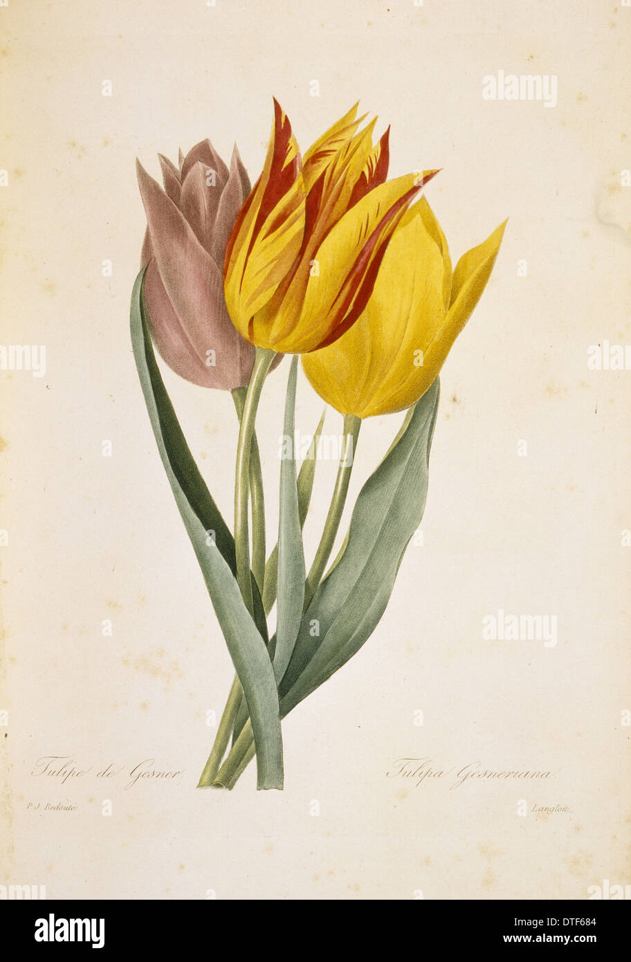Tulipa gesneriana, tulip Stock Photo