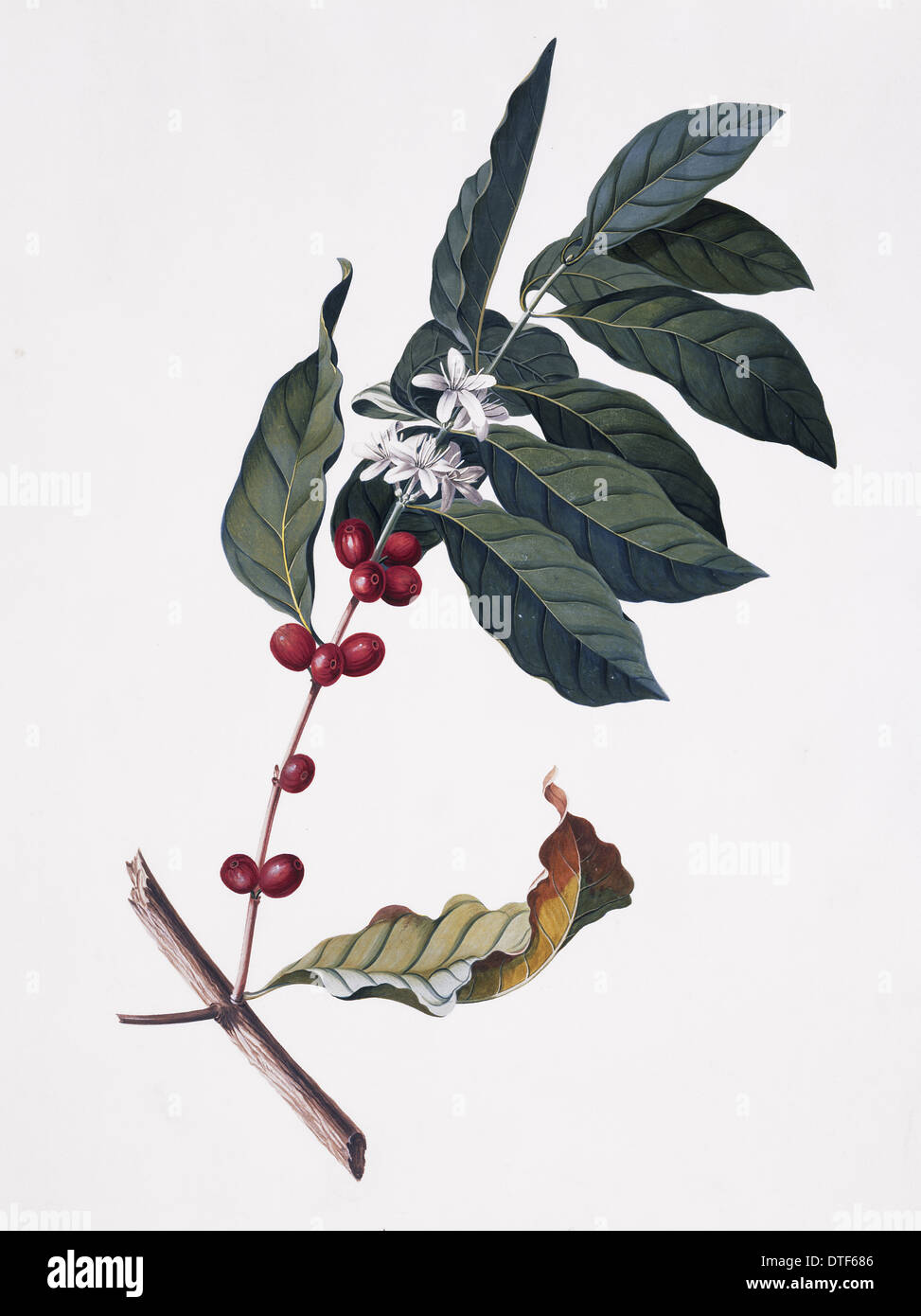 Coffea arabica o Cafeto | Cuidados