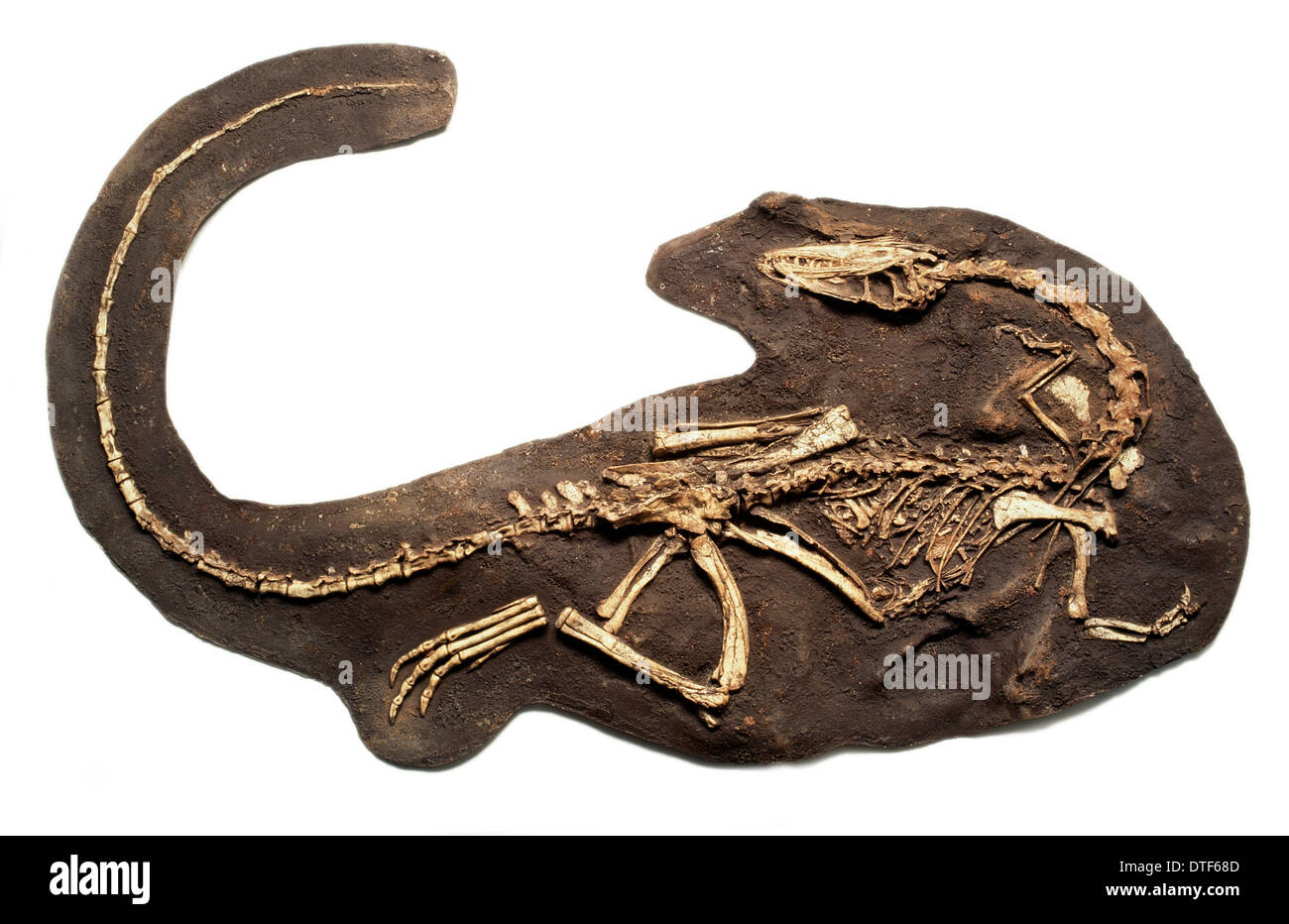 Coelophysis fossil Stock Photo