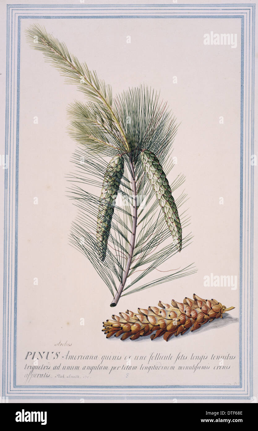 Pinus strobus L., Weymouth pine Stock Photo