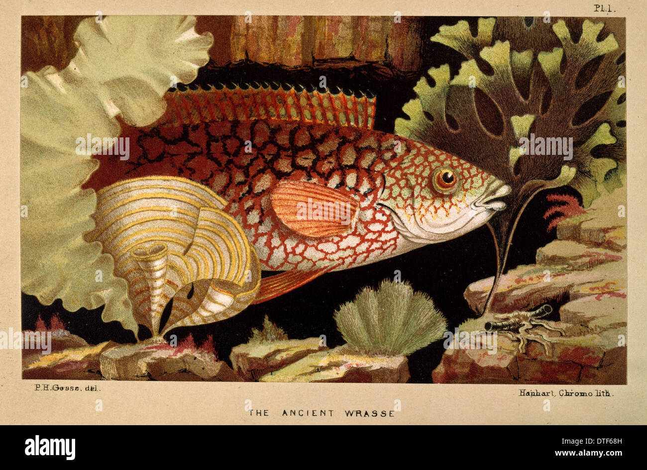 Ancient Wrasse - Frontispiece from the Aquarium Stock Photo