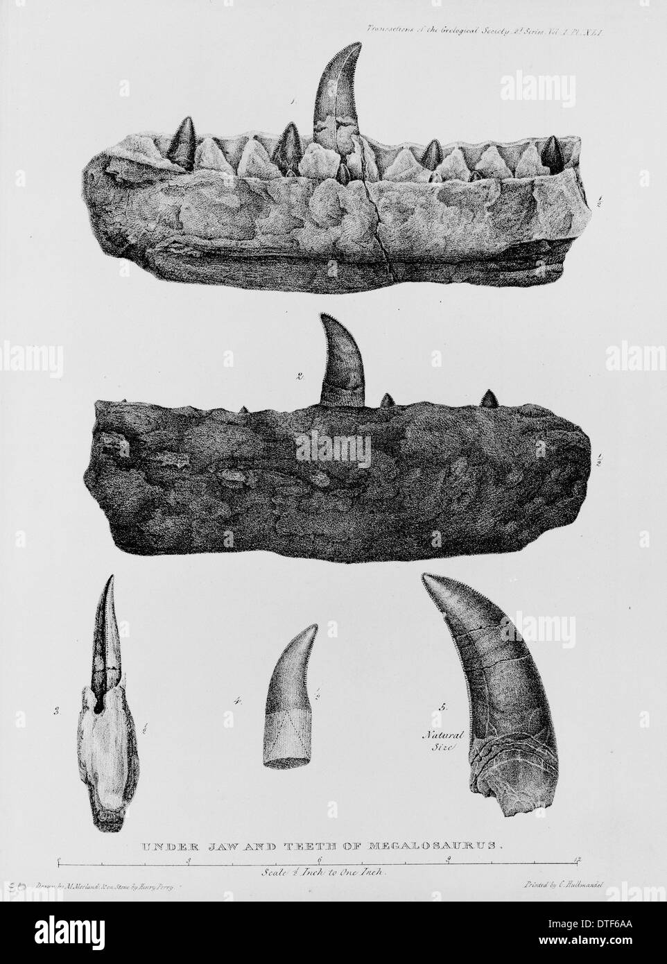 Megalosaurus lower jaw and teeth Stock Photo