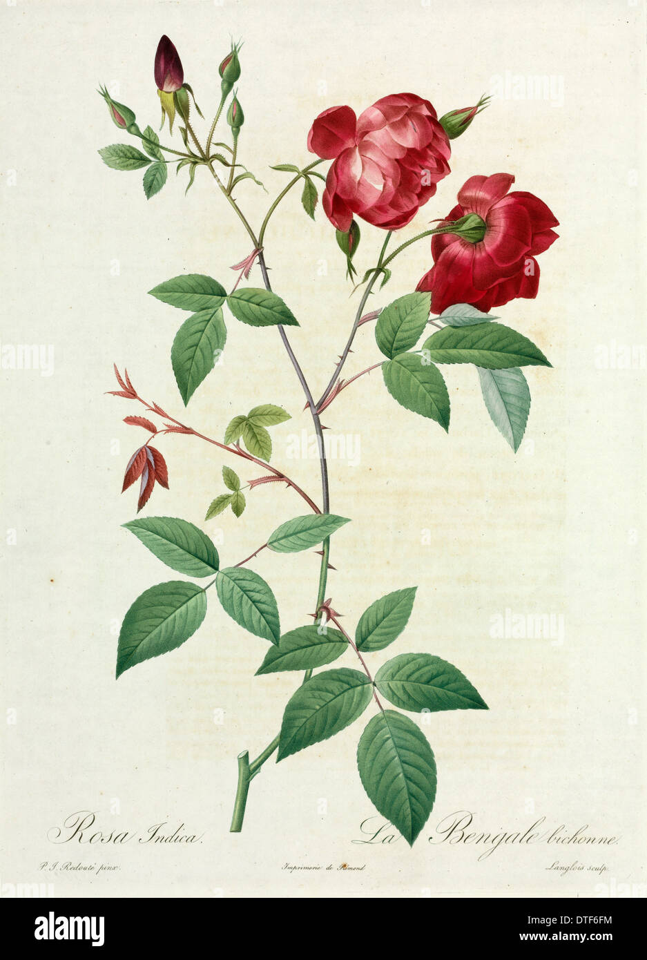 Rosa indica pannosa, velvet China rose Stock Photo