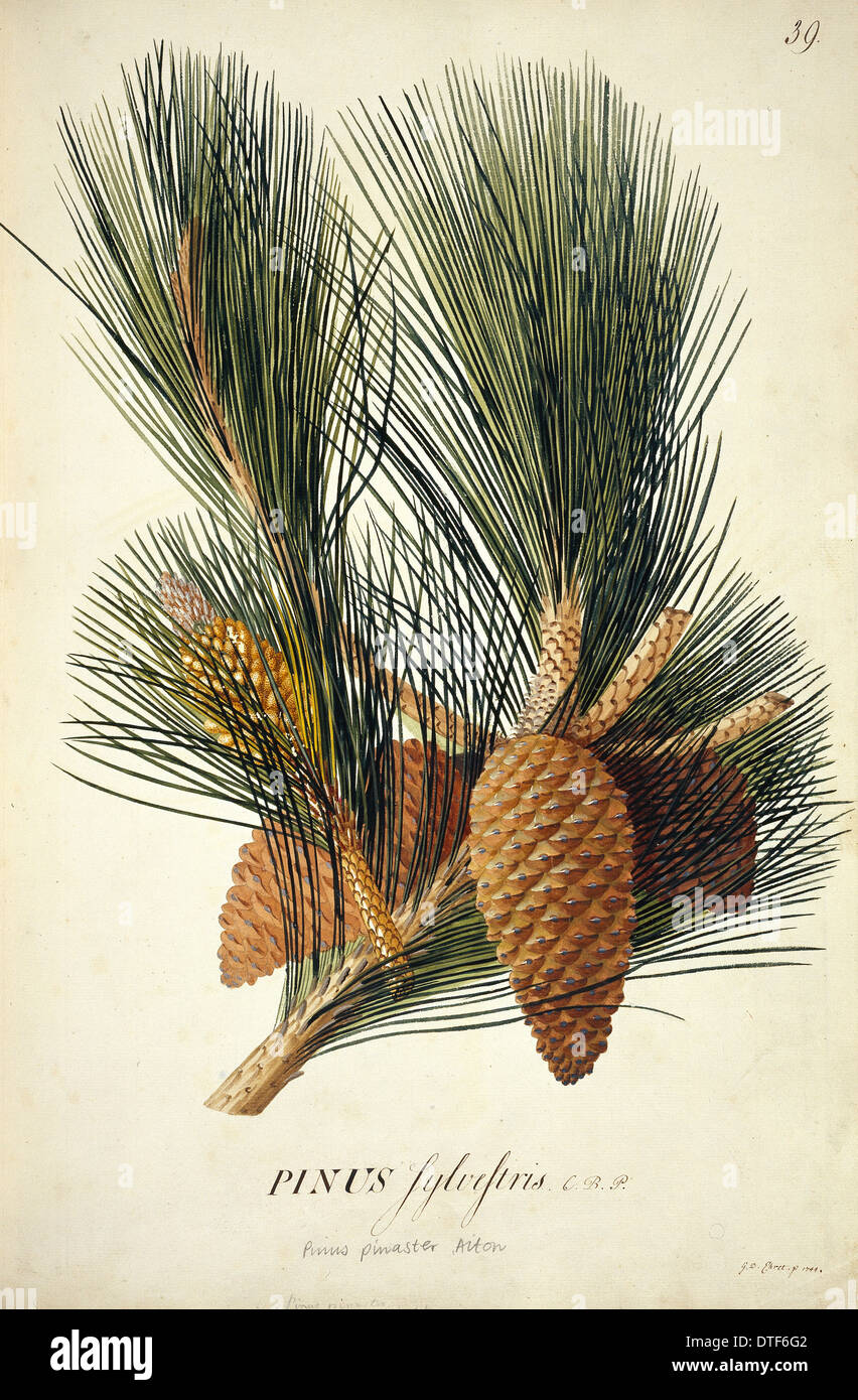 Pinus pinaster Aiton, cluster pine Stock Photo