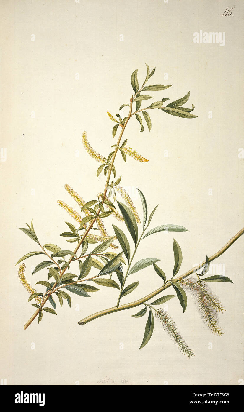 Salix alba L., willow Stock Photo