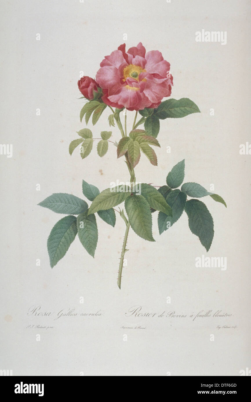 Rosa gallica caerulea, bluish-leaved provins rose Stock Photo
