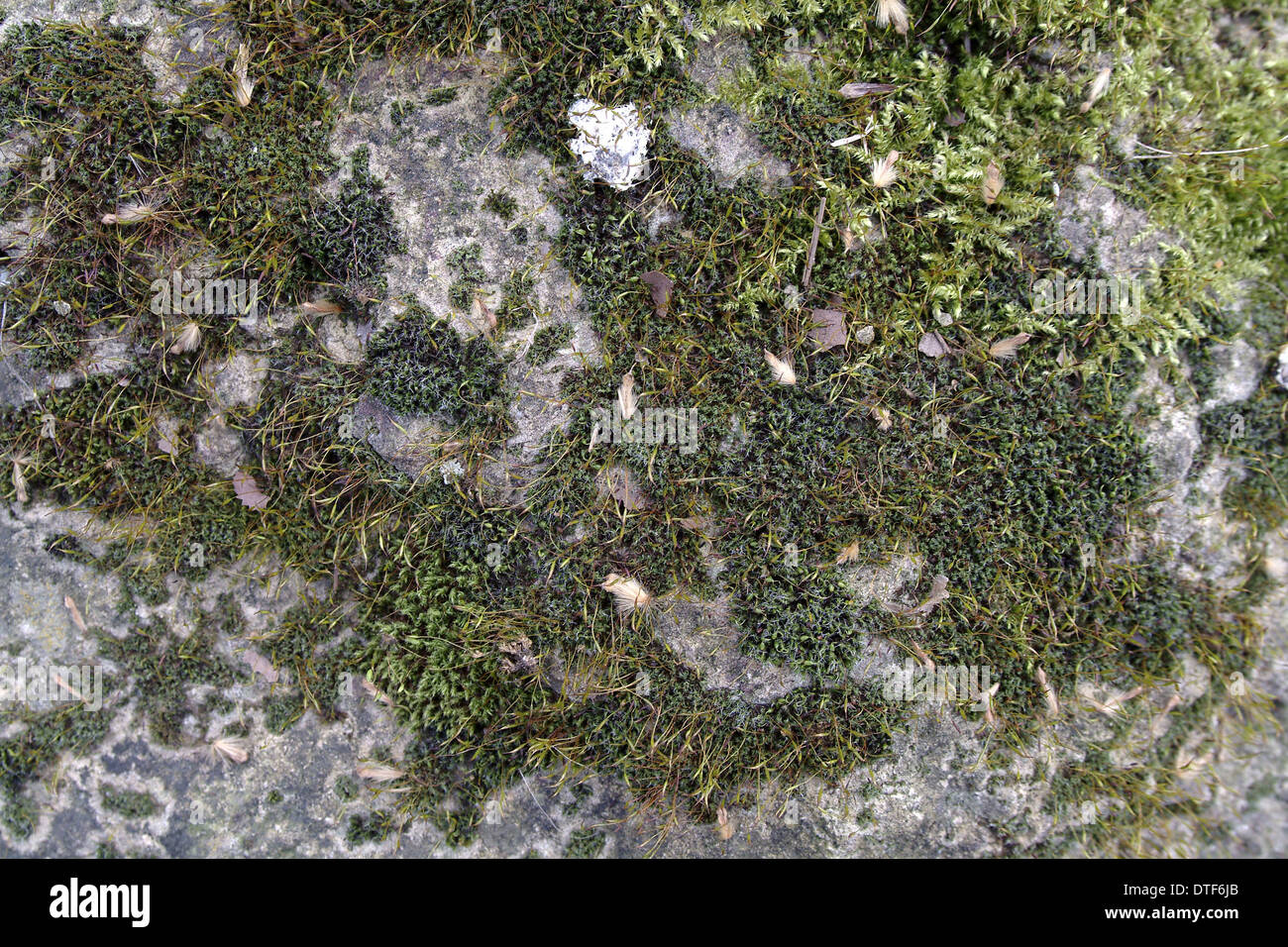 Bryum capillare, bryum mosses Stock Photo