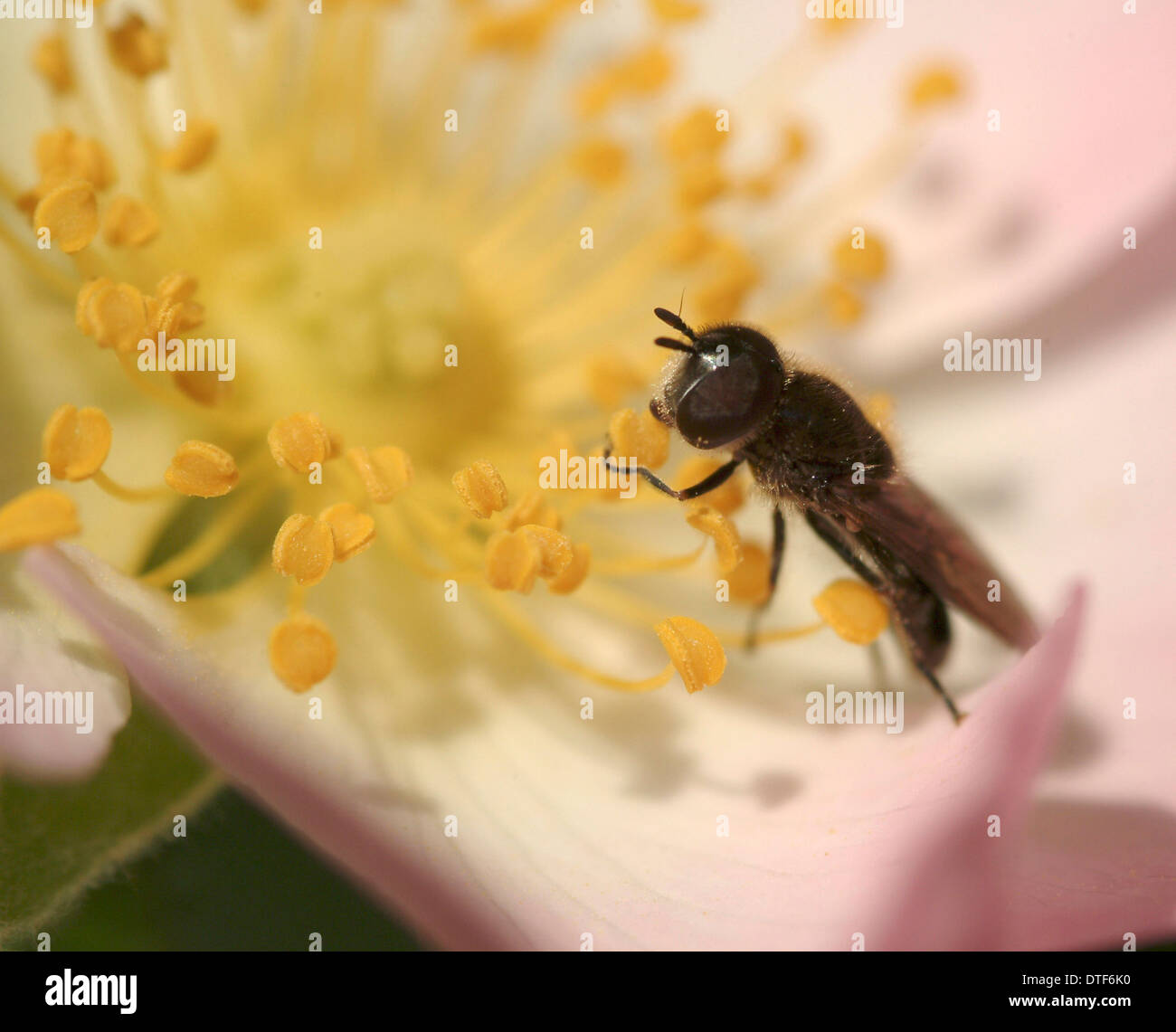 Rose rosa insect hi-res stock photography and images - Alamy