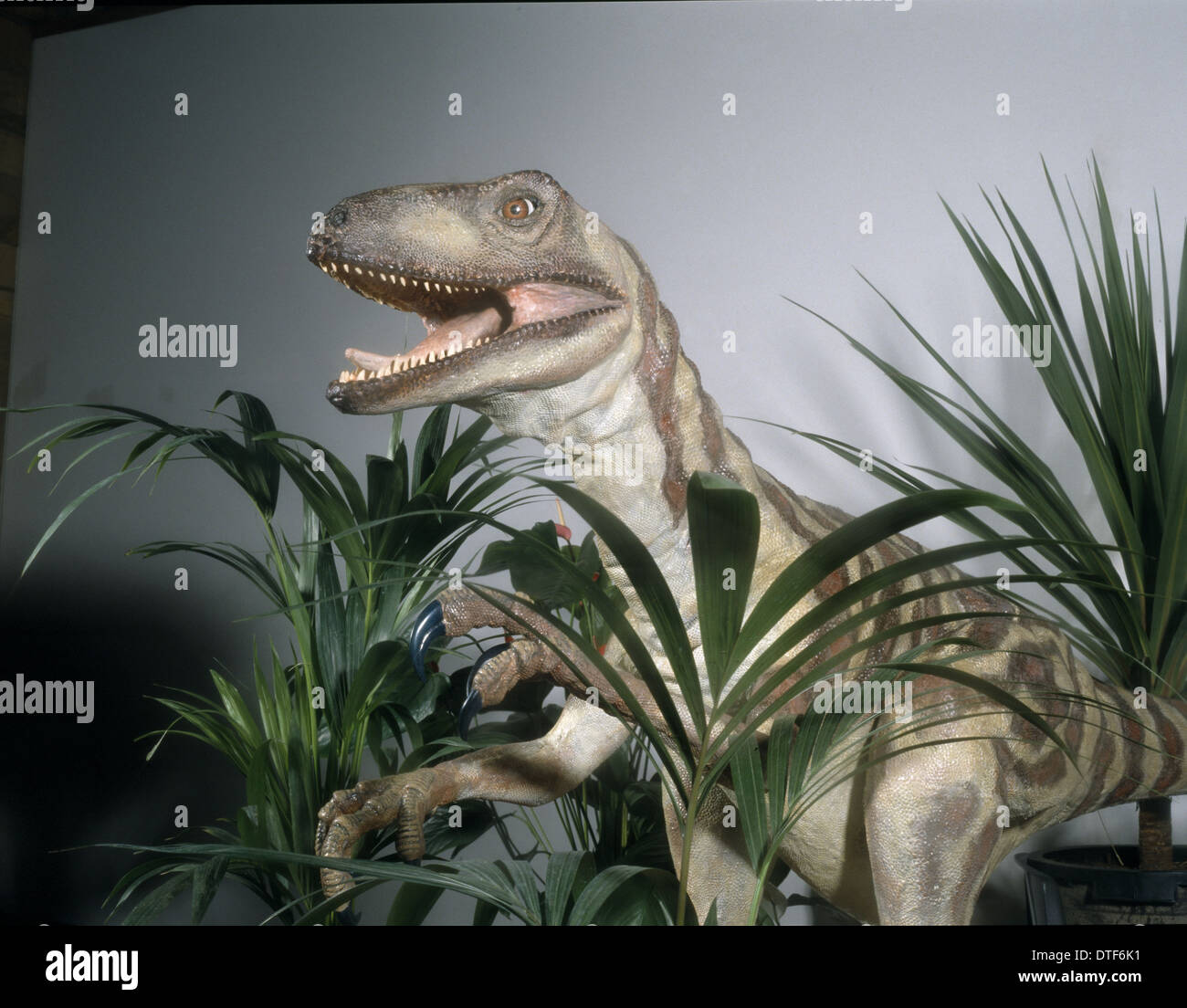 Deinonychus Stock Photo