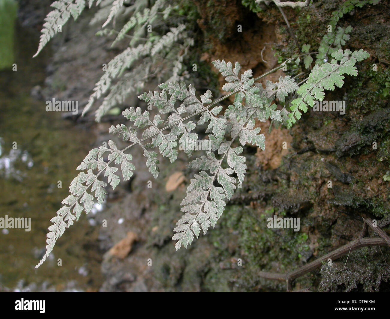 Cystopteris diaphana, diaphanous bladder fern Stock Photo