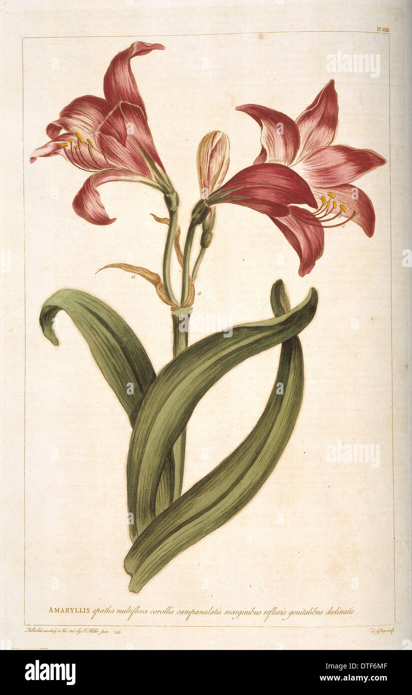 Amaryllis sp., amarylis Stock Photo