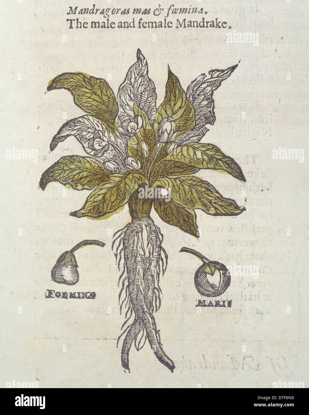 Mandragora officinarum, mandrake Stock Photo