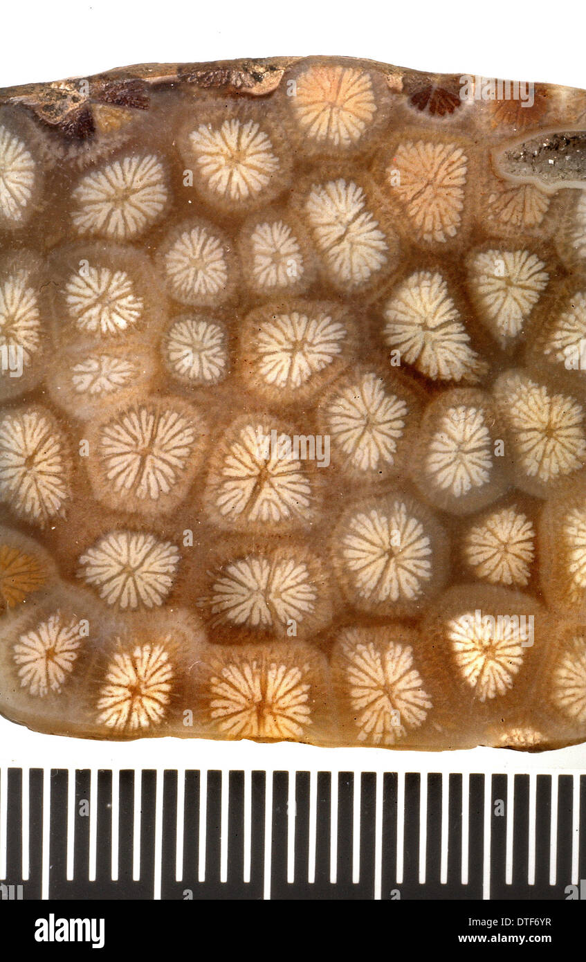 Isastraea oblonga, polished coral Stock Photo