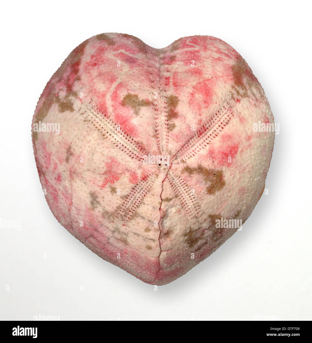 Micraster coranguinum (Leske), shepherd's crown echinoid Stock Photo