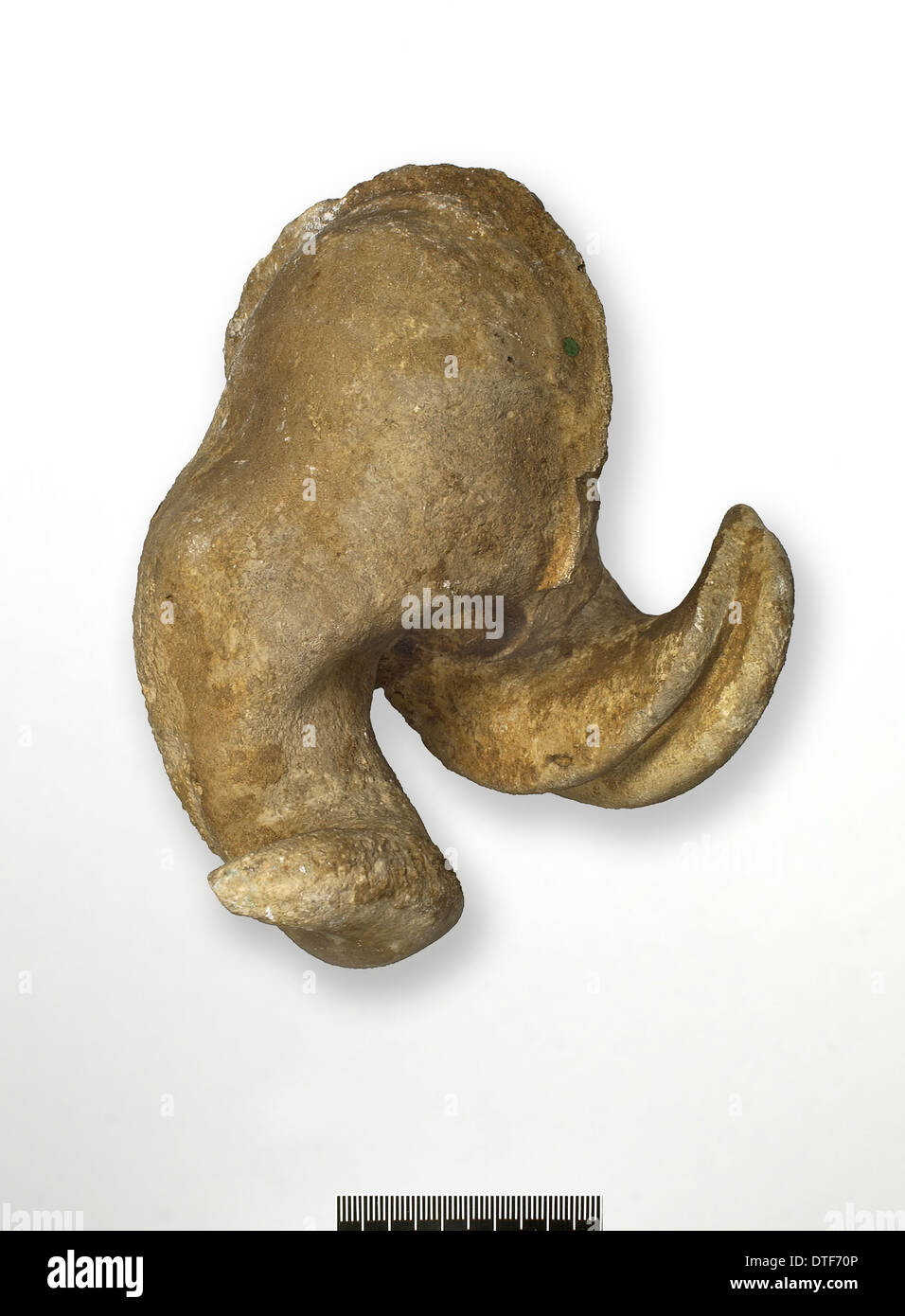 Fossil bivalve mollusc hires stock photography and images Alamy