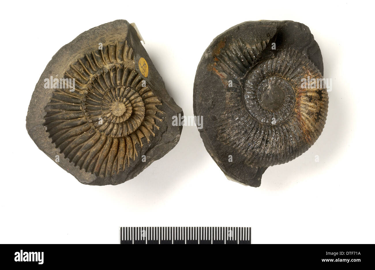 Concretions with ammonites (saligrams) Stock Photo