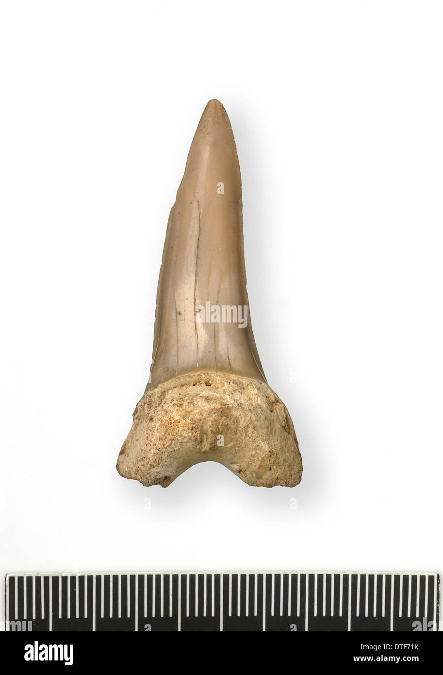 Tonguestone (shark's tooth) Stock Photo