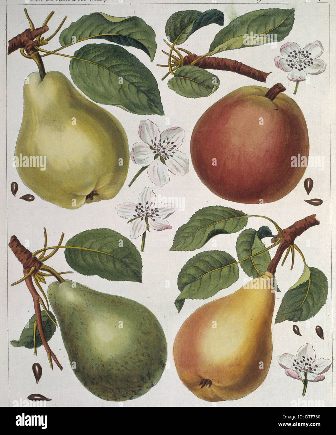Pyrus sp., pear Stock Photo
