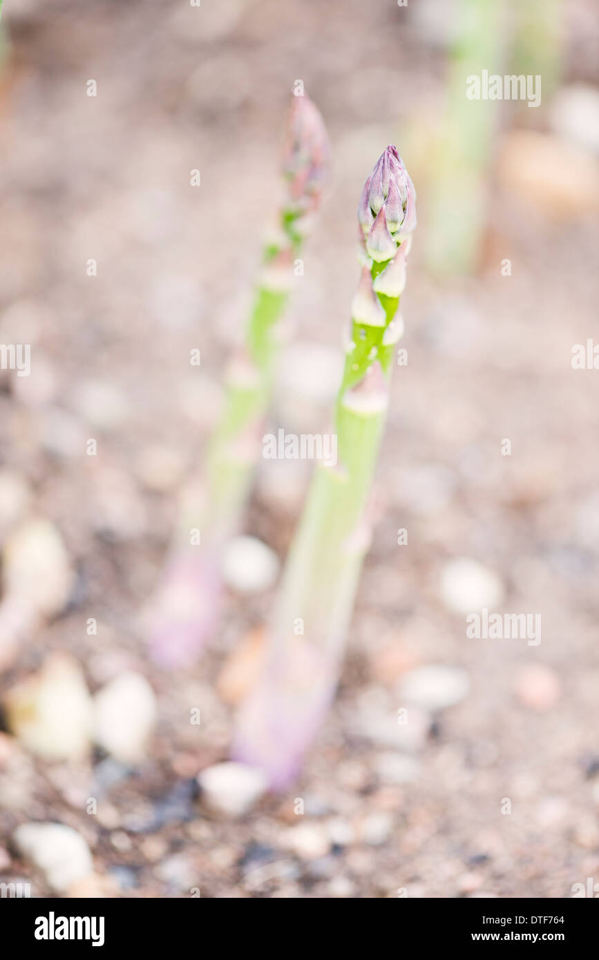 Closeup of aspargus (Asparagus officinalis) growing in vegetable garden Stock Photo