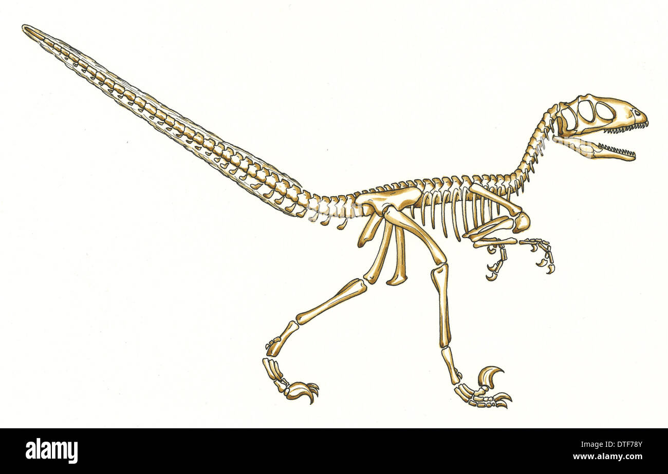Deinonychus skeleton Stock Photo